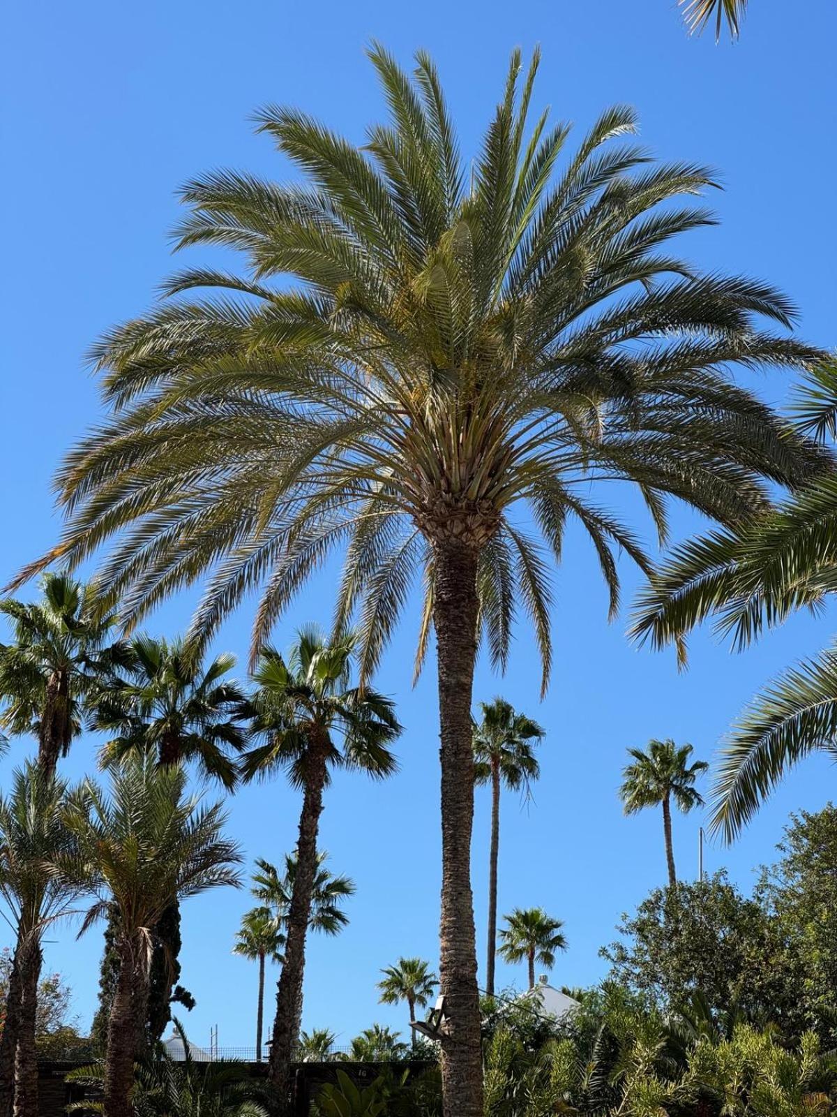 Piso Paraiso Vicino Al Mare Maspalomas  Bagian luar foto