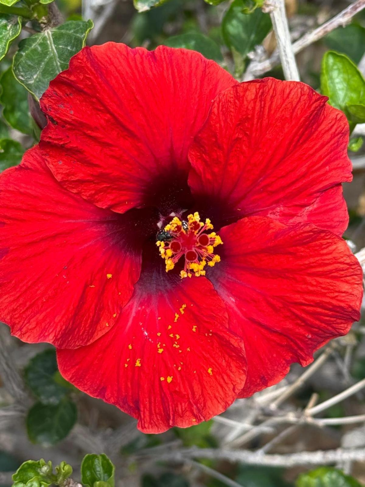 Piso Paraiso Vicino Al Mare Maspalomas  Bagian luar foto